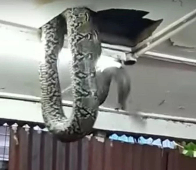 Giant Snake Falls From Ceiling In A Crowded Restaurant Giant Snake Falls From Ceiling In A Crowded Restaurant