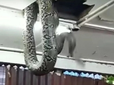 Giant Snake Falls From Ceiling In A Crowded Restaurant