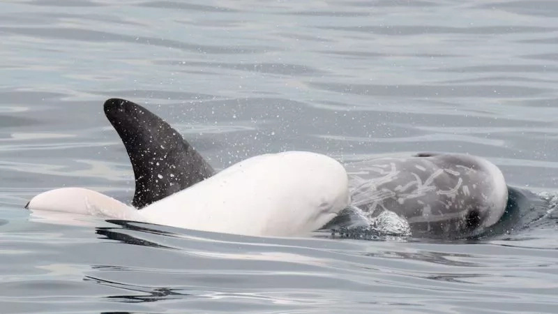 dolphin dolphin