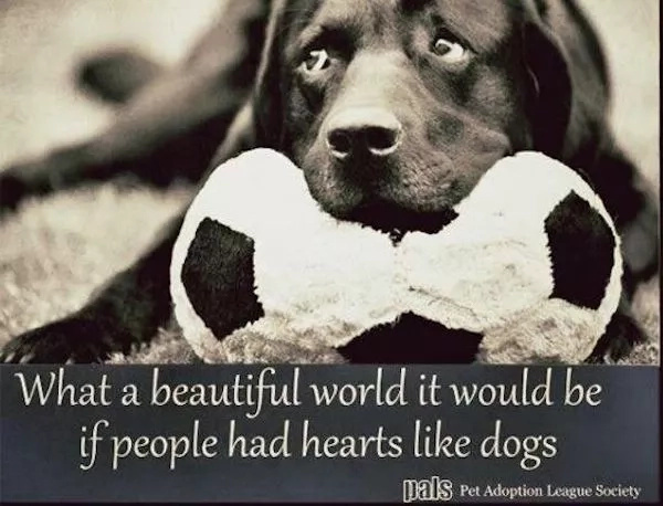 dog-awww dog-awww