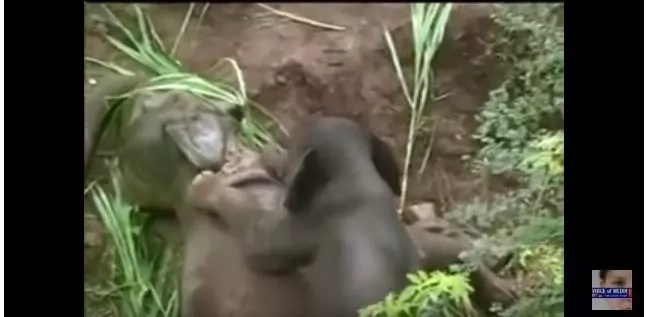 Anak na elepante, hindi iniwan ang kanyang Ina kahit na ito’y patay na. Anak na elepante, hindi iniwan ang kanyang Ina kahit na ito’y patay na.