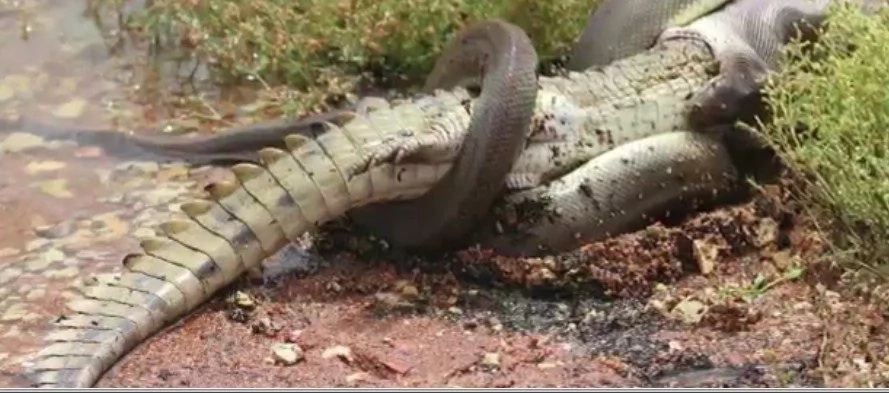 Snake EATS Crocodile LIVE After 5-Hour Battle Snake EATS Crocodile LIVE After 5-Hour Battle