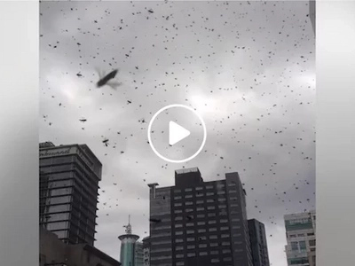 Bees in the city! Netizen captures creepy video of swarm of bees flying around