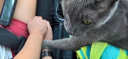Cat holds owner's hand on his last trip to the vet
