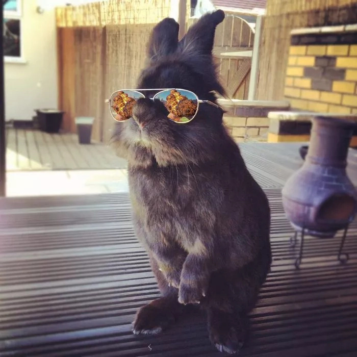 Somebody Put Sunglasses on a Cute Bunny and Internet Went Totally Insane (10+ Pics) Somebody Put Sunglasses on a Cute Bunny and Internet Went Totally Insane (10+ Pics)