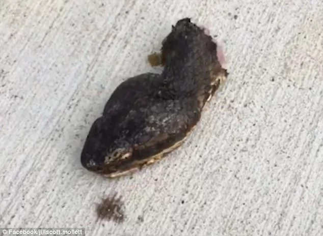 The snake eventually died. Photo: Jill-Scott Mollett The snake eventually died. Photo: Jill-Scott Mollett