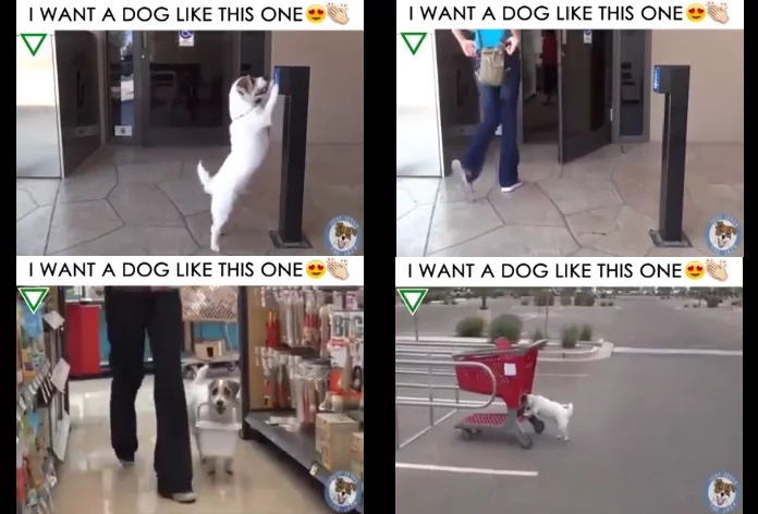 Useful dog trick video has charmed netizens anywhere in the globe Useful dog trick video has charmed netizens anywhere in the globe