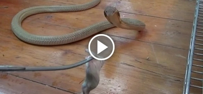 Watch this horrifying video of a King Cobra's snack time!