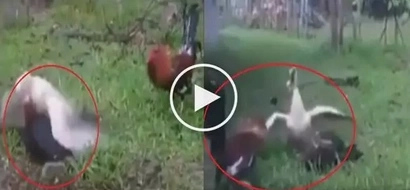 Palaban! This battle between two cocks and a duck is the best one there is