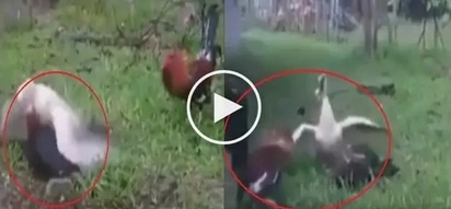 Palaban! This battle between two cocks and a duck is the best one there is
