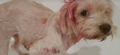 Heroic Man Fights Off A Python Strangling His Dog To Death