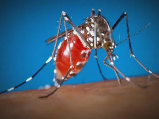 Woman from Iloilo tested positive for Zika virus Woman from Iloilo tested positive for Zika virus