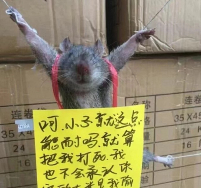 Ridiculous! Rat ARRESTED, publicly shamed for stealing rice (photos)