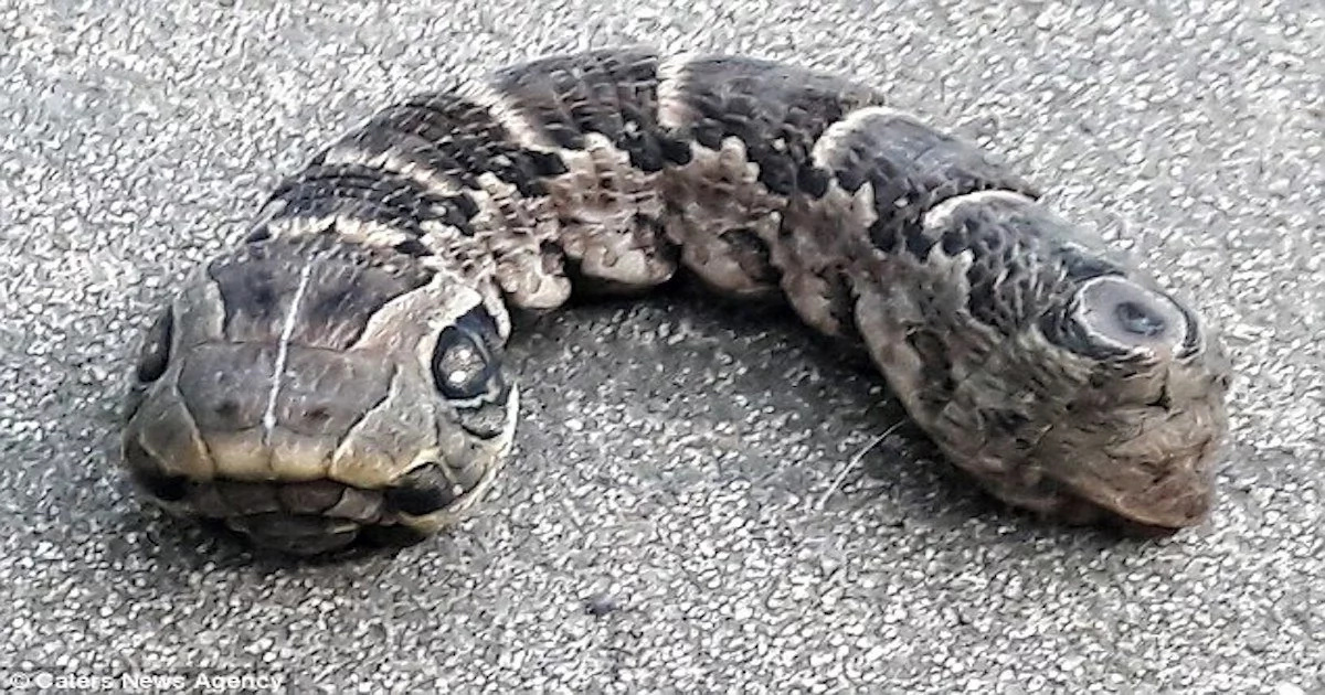 Check out this weird snake-like creature a woman found in her garden (photos, video)