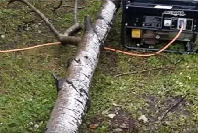 The tree was about to kill her 3 small daughters, here is what the mother did to save them! The tree was about to kill her 3 small daughters, here is what the mother did to save them!
