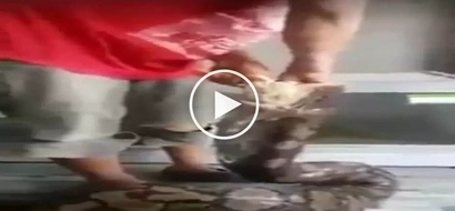 Nakakatakot na sawa! Brave Pinoy hand-feeding deadly giant snake with chickens goes viral
