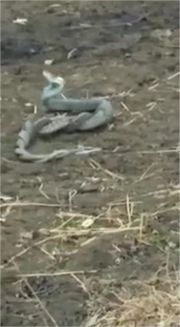 Do Snakes engage in wrestle mania? Watch the rare moment. Do Snakes engage in wrestle mania? Watch the rare moment.