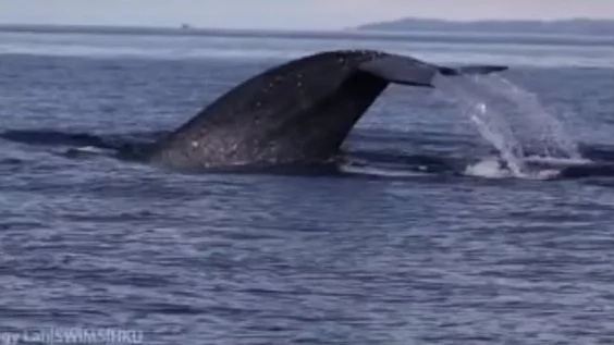 WATCH: Blue whale sighted along Dumaguete coast WATCH: Blue whale sighted along Dumaguete coast