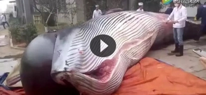 The reason why this whale was butchered will devastate you