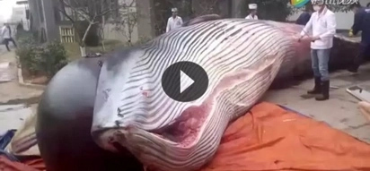 The reason why this whale was butchered will devastate you