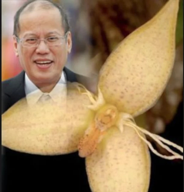 Rare orchid gets PNoy’s name Rare orchid gets PNoy’s name