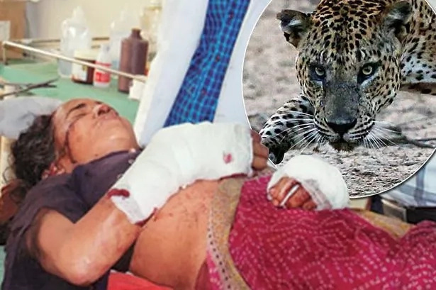 Old woman has been fighting with leopard for hour with only sickle, it's end will surprise you Old woman has been fighting with leopard for hour with only sickle, it's end will surprise you