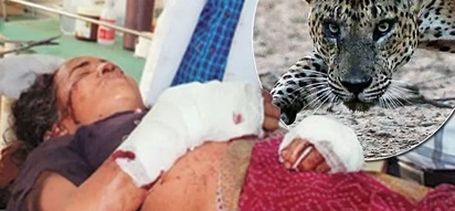 Old woman has been fighting with leopard for hour with only sickle, it's end will surprise you