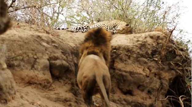 Lion Stalks & Attacks Leopard on Video Is Animals' World as It Is Lion Stalks & Attacks Leopard on Video Is Animals' World as It Is