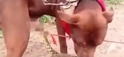 Watch this video of a snake that bit a dog's penis and won't let go!