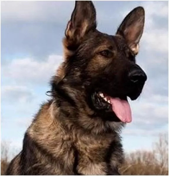 Dogs are heroes too! Here are 8 dogs who laid down their lives Dogs are heroes too! Here are 8 dogs who laid down their lives