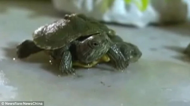 Wonders! Extremely rare reptile with 2 HEADS and 6 LEGS spotted in China (photos) Wonders! Extremely rare reptile with 2 HEADS and 6 LEGS spotted in China (photos)