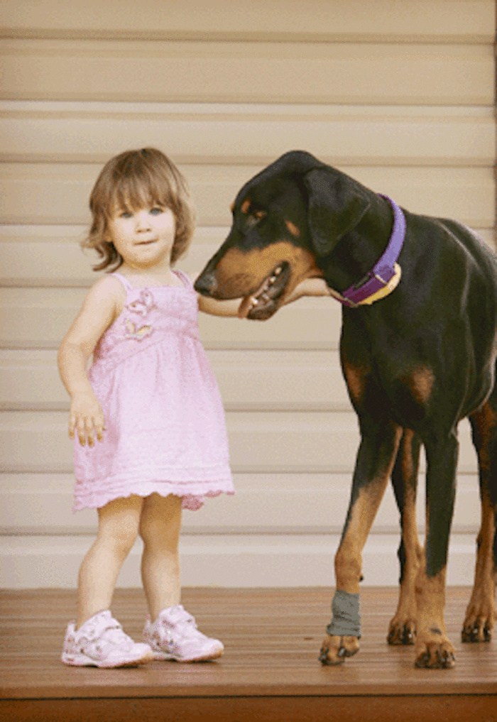 2-Year-Old Girl Was Playing With Doberman. Suddenly The Dog Snarled And Rushed To The Baby... 2-Year-Old Girl Was Playing With Doberman. Suddenly The Dog Snarled And Rushed To The Baby...