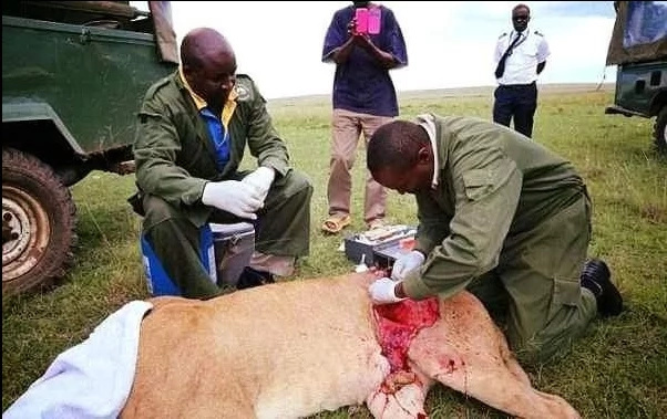 Kenyan lioness given second lease on life after open air surgery