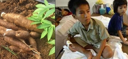 This crop root was fed to 27 school
children, shortly after, they died