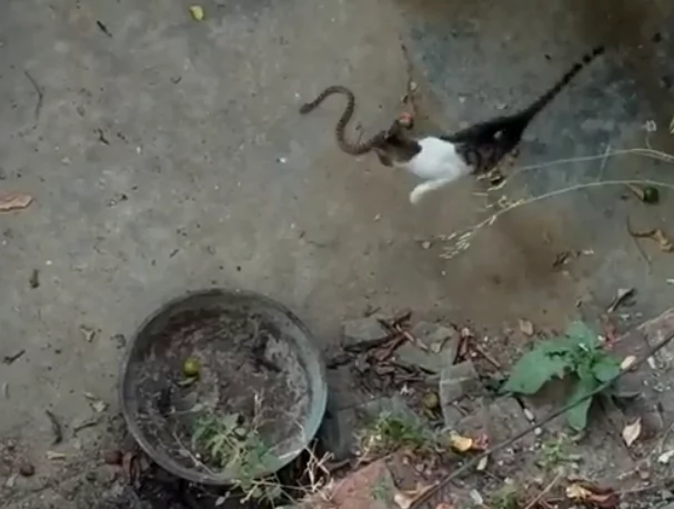 Cat starts battling a snake and it seems they are equal from start. But what if the 2nd cat comes? Cat starts battling a snake and it seems they are equal from start. But what if the 2nd cat comes?