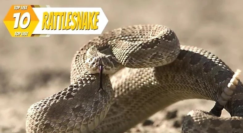 Top 10 Of The World's Most Poisonous Snakes Top 10 Of The World's Most Poisonous Snakes