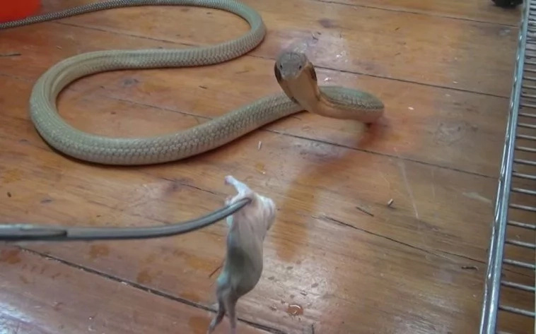 This guy dances around his pet King Cobra as it lashes at him! This guy dances around his pet King Cobra as it lashes at him!