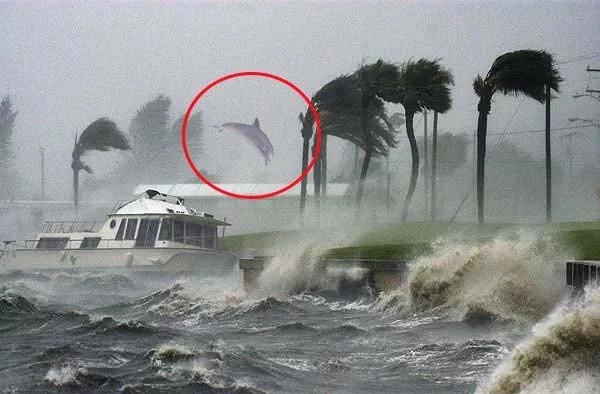 WATCH This Is What Happens When A Dolphin Is A Fothermocker Superhero WATCH This Is What Happens When A Dolphin Is A Fothermocker Superhero