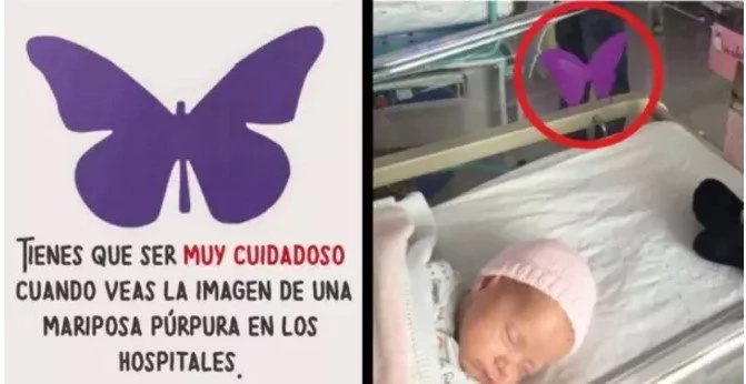 mariposa purpura mariposa purpura