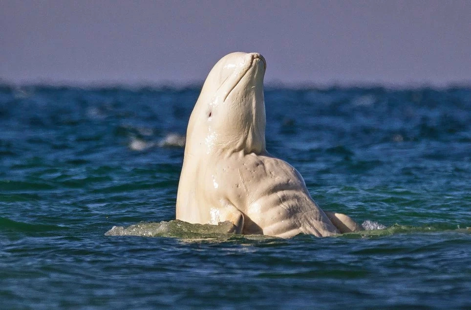 Brawny white whale with six pack is the most incredible fish Brawny white whale with six pack is the most incredible fish
