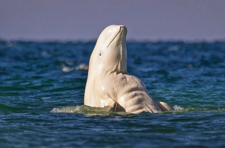 Brawny white whale with six pack is the most incredible fish Brawny white whale with six pack is the most incredible fish