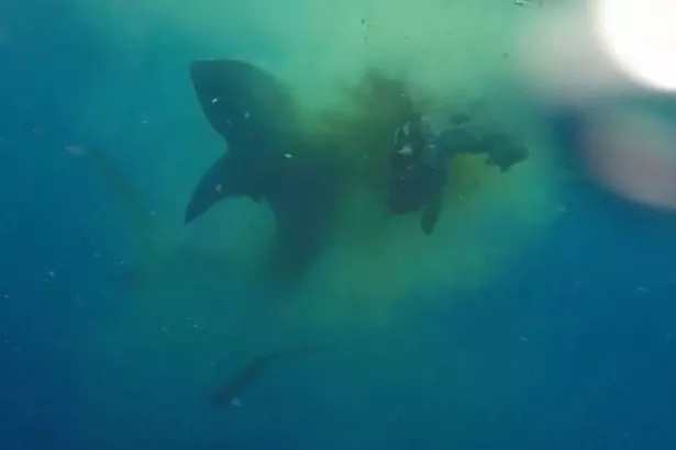 A Poor Cow Fell Into The Sea And Straight Into The Jaws Of A Monster Shark A Poor Cow Fell Into The Sea And Straight Into The Jaws Of A Monster Shark