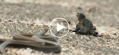 Hala nakakatakot naman! Baby lizard miraculously escapes death from a killer horde of snakes