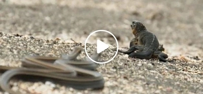 Hala nakakatakot naman! Baby lizard miraculously escapes death from a killer horde of snakes