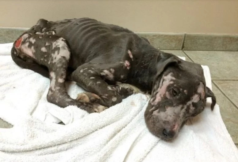 Animal foundation rescues dog with severe case of abuse Animal foundation rescues dog with severe case of abuse