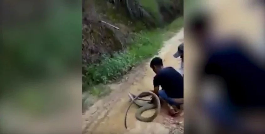 Fastest Man Catches 5 Meter King Cobra With Bare Hands Fastest Man Catches 5 Meter King Cobra With Bare Hands