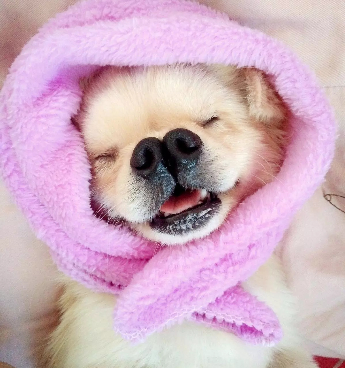 Blind dog is the source of pride and joy of its owner Blind dog is the source of pride and joy of its owner