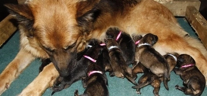 WATCH: Mom dog gives birth to puppies; what dad dog does next will make you cry