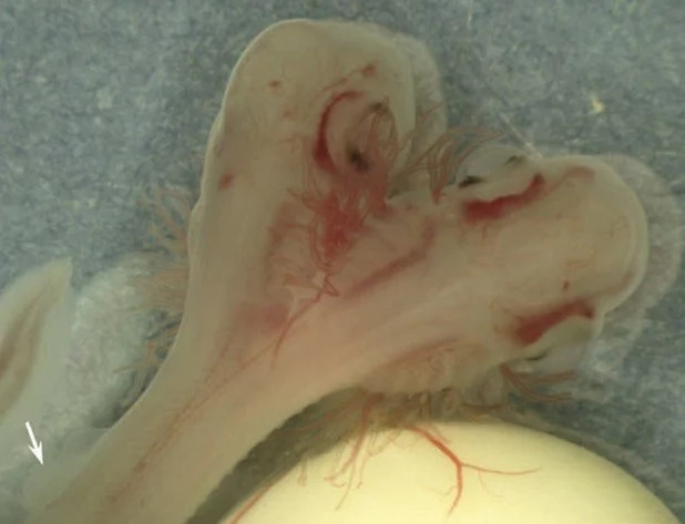 WTF: More 2-Headed Sharks Found! WTF: More 2-Headed Sharks Found!