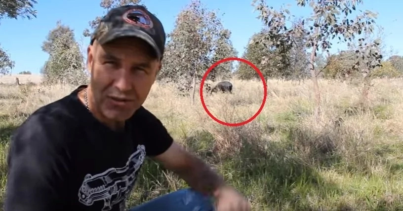 wild-boar wild-boar